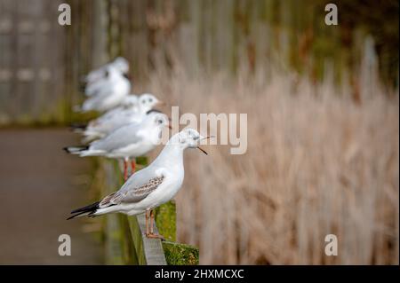 Black-headed gulls, chroicocephalus ridibundus, in winter plumage perched on fence posts Stock Photo