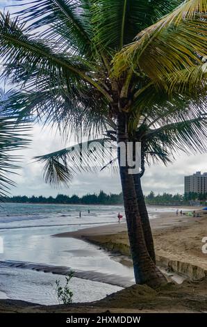Isla Verde Beach, Puerto Rico, USA: Palm trees on a beach in Puerto Rico. Stock Photo