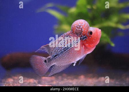 Flowerhorn cichlid in aquarium against a colourful blue and green background Stock Photo