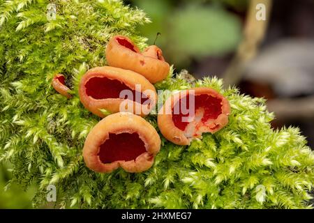 Sarcoscypha austriaca, Scarlet elf cup fungus in a winter woodland setting. Stock Photo