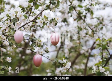 Easter pink eggs on the flowering branches of an apple tree. Easter background. Stock Photo