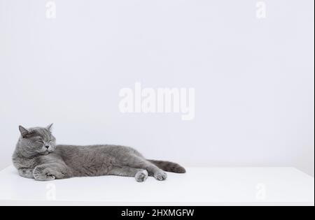 British shorthair cat sleeps on the table. Sleeping cat on a white background. Copy space. Stock Photo