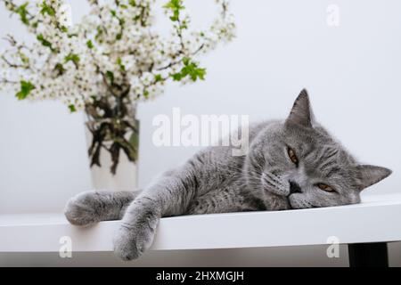 Sleepy cat. Grey cat and bouquet of cherry blossoms on a white background. Stock Photo