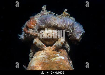 Sponge crab hi-res stock photography and images - Alamy