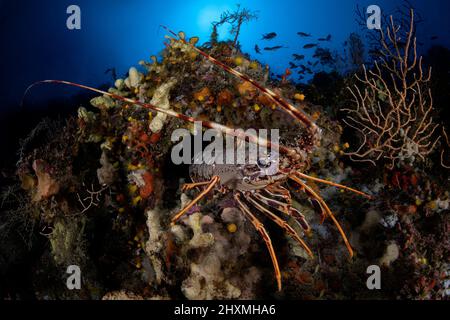 Lobster hiding in a small cave, Grosseto, Italy Stock Photo