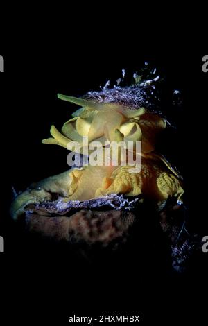 Couple of Tylodina perversa nudibranch, Numana, Italy Stock Photo