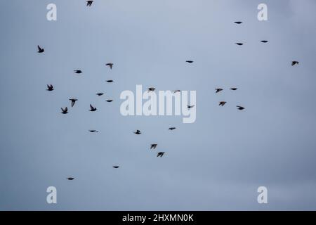 a large flock of hundreds of starlings (Sturnus vulgaris) flying low over grassland on Salisbury Plain Wiltshire UK Stock Photo