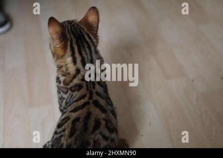 Little cute bengal kitten sleeping on a soft cat's shelf of a cat's house in a sunlight. Stock Photo