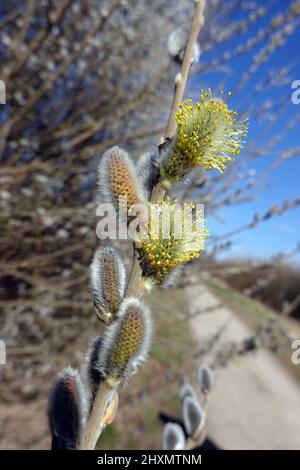 Weidenkätzchen der Salweide (Salix caprea) Stock Photo