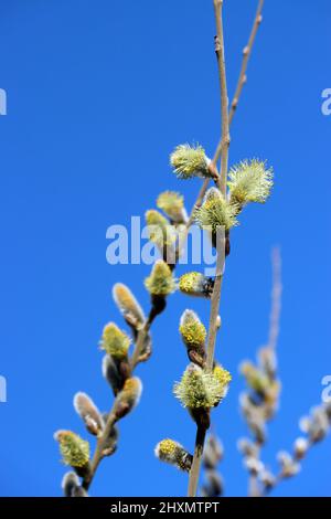 Weidenkätzchen der Salweide (Salix caprea) Stock Photo