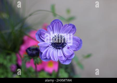 Beautiful purple anenome showing petal detail of flower with copy space Stock Photo