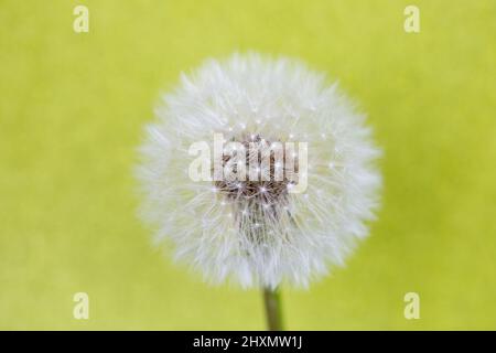 Closed Bud of a dandelion. Dandelion white flower against green background Stock Photo