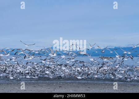 Seagulls flying off the coast of Comox, BC , Canada on Vancouver Island Stock Photo