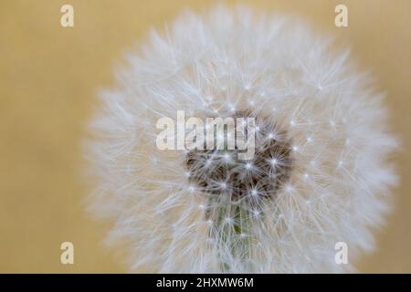 Closed Bud of a dandelion. Dandelion white flower against gold background Stock Photo