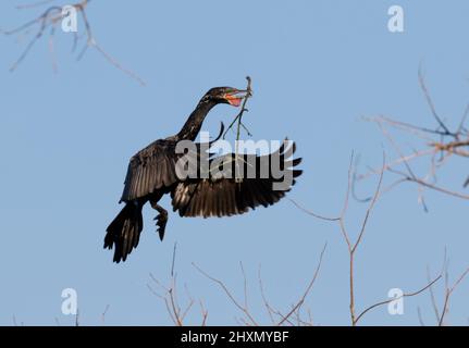 Neotropic cormorant (Nannopterum brasilianum) bringing a stick for nest, Alvin, Texas, USA. Stock Photo