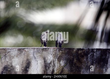 Tucacas, Falcon, Venezuela. 13th Mar, 2022. March 13, 2022 Its scientific name is mimus gilvus, and in Venezuela it is known as Una paraulata llanera, in Tucacas, Falcon state. Photo: Juan Carlos Hernandez (Credit Image: © Juan Carlos Hernandez/ZUMA Press Wire) Stock Photo