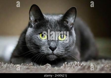 Adorable Russian Blue purebreed cat laying on carpet close up Stock Photo
