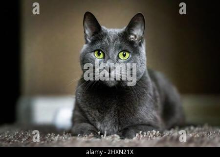 Adorable Russian Blue purebreed cat laying on carpet close up Stock Photo
