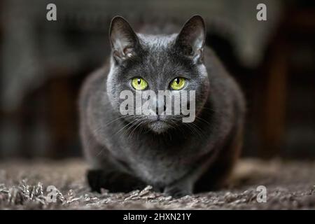Adorable Russian Blue purebreed cat laying on carpet close up Stock Photo