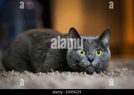 Adorable Russian Blue purebreed cat laying on carpet close up Stock Photo