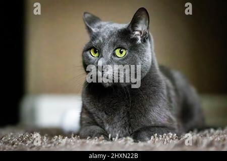 Adorable Russian Blue purebreed cat laying on carpet close up Stock Photo