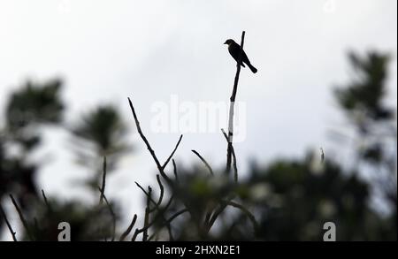 Tucacas, Falcon, Venezuela. 13th Mar, 2022. March 13, 2022 Its scientific name is mimus gilvus, and in Venezuela it is known as Una paraulata llanera, in Tucacas, Falcon state. Photo: Juan Carlos Hernandez (Credit Image: © Juan Carlos Hernandez/ZUMA Press Wire) Stock Photo