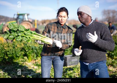 Female farmer talking to partner on farm field during celery spring harvest Stock Photo