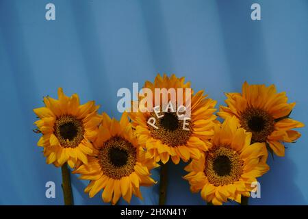 Peace Flower. Single Sunflower on blue background with word Peace written on it. Stock Photo