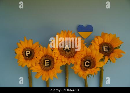 Sunflowers the national flower of Ukraine  with yellow-blue heart symbolizing the Flag of Ukraine. Stock Photo