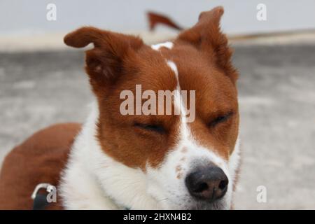 Close-up of male senior dog outside during the day Stock Photo