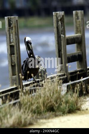 Tucacas, Falcon, Venezuela. 13th Mar, 2022. March 13, 2022, A huge brown pelican of the Humboldt Current; locally common along the coast and over coastal waters. Often seen perching on rocks, jetties and foraging for carrion in fishing harbors. in Tucacas, Falcon state. Photo: Juan Carlos Hernandez (Credit Image: © Juan Carlos Hernandez/ZUMA Press Wire) Stock Photo