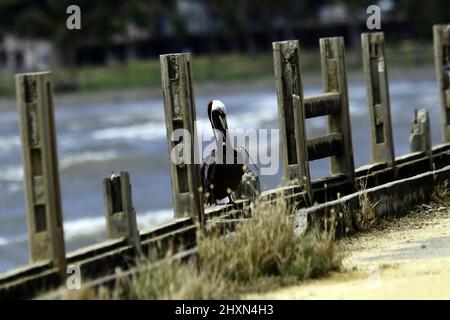 Tucacas, Falcon, Venezuela. 13th Mar, 2022. March 13, 2022, A huge brown pelican of the Humboldt Current; locally common along the coast and over coastal waters. Often seen perching on rocks, jetties and foraging for carrion in fishing harbors. in Tucacas, Falcon state. Photo: Juan Carlos Hernandez (Credit Image: © Juan Carlos Hernandez/ZUMA Press Wire) Stock Photo