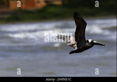 Tucacas, Falcon, Venezuela. 13th Mar, 2022. March 13, 2022, A huge brown pelican of the Humboldt Current; locally common along the coast and over coastal waters. Often seen perching on rocks, jetties and foraging for carrion in fishing harbors. in Tucacas, Falcon state. Photo: Juan Carlos Hernandez (Credit Image: © Juan Carlos Hernandez/ZUMA Press Wire) Stock Photo