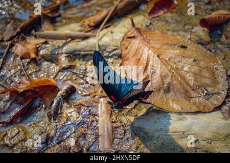 Great Mormon (Papilio Memnon) butterfly feeding water near a waterfall. Large butterfly found in southern Asin. Stock Photo