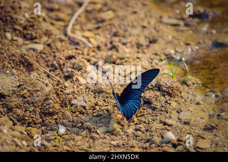 A large butterfly belonging to the Swallowtail family. Great Mormon (Papilio Memnon). Large butterfly found in southern Asin. Stock Photo