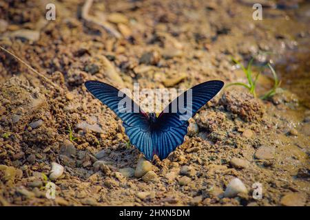 A large Great Mormon (Papilio Memnon) blue butterfly. Large butterfly found in southern Asin. Stock Photo