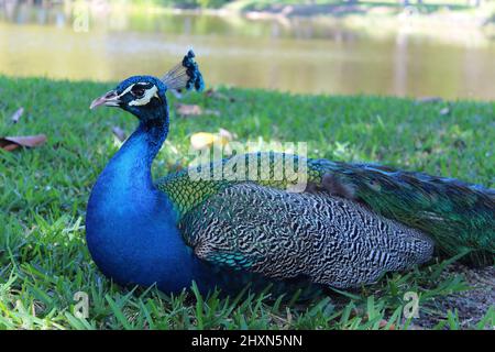 Blue peacock outside during the day at the park Stock Photo