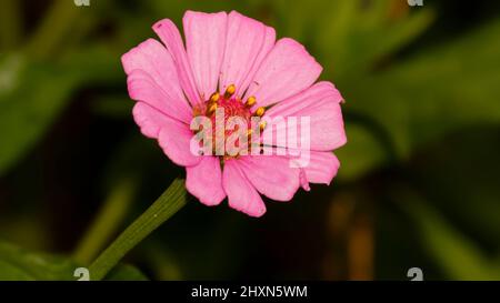 Beautiful pink zinnia flowers on blurred background Stock Photo