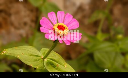 Beautiful pink zinnia flowers on blurred background Stock Photo