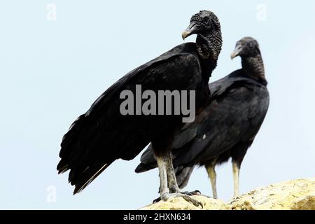 Tucacas, Falcon, Venezuela. 13th Mar, 2022. March 13, 2022 A zamuro. Vulture or carrion-eater bird in Tucacas, Falcon state. Photo: Juan Carlos Hernandez (Credit Image: © Juan Carlos Hernandez/ZUMA Press Wire) Stock Photo