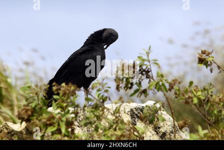 Tucacas, Falcon, Venezuela. 13th Mar, 2022. March 13, 2022 A zamuro. Vulture or carrion-eater bird in Tucacas, Falcon state. Photo: Juan Carlos Hernandez (Credit Image: © Juan Carlos Hernandez/ZUMA Press Wire) Stock Photo