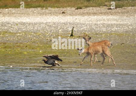 A juvenile Bald Eagle being chased away by a pair of deer on the beach. Taken in Ucluelet, British Columbia, Canada. Stock Photo