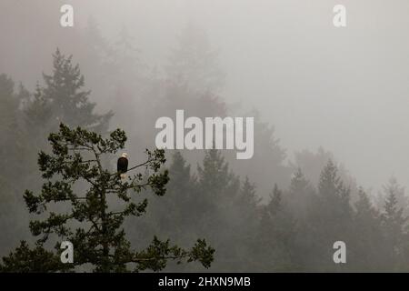 An adult Bald Eagle perched in a tree on a foggy or misty day in a Pacific Northwest forest. Taken at Goldstream Provincial Park in Victoria, British Stock Photo