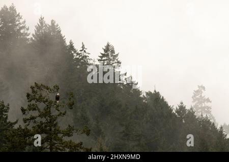 An adult Bald Eagle perched in a tree on a foggy or misty day in a Pacific Northwest forest. Taken at Goldstream Provincial Park in Victoria, British Stock Photo