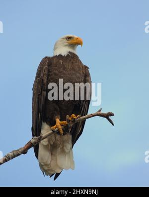A closeup of an adult Bald Eagle sitting perched on a tree branch with a blank blue sky in the background. Taken in Victoria, British Columbia, Canada Stock Photo