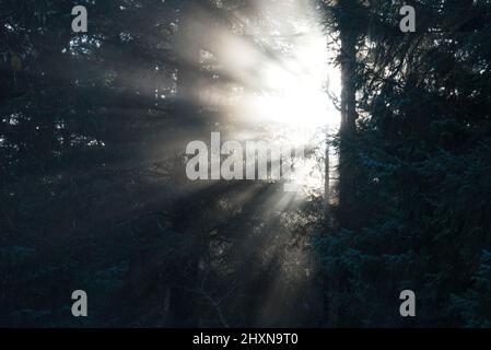 Sunlight coming through a smoky forest with sun rays. Stock Photo