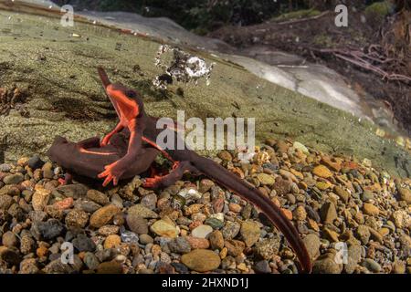 Red bellied newt (Taricha rivularis) a aquatic salamander from Northern California, they live in clean flowing streams.