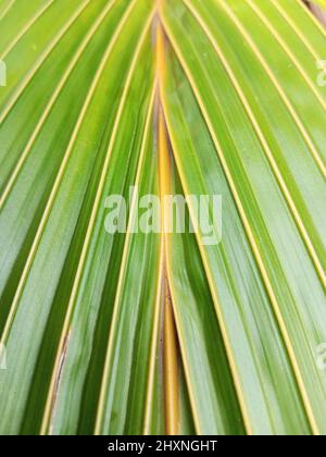 Palm leaf texture, closeup and detail Stock Photo