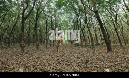 The traveler walks between trees plantation agriculture of asia for natural latex extraction milk in traditional. Young blonde woman with plait in hat walks to rubber tree. Stock Photo