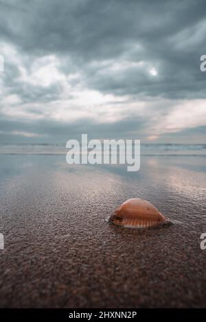 Seashell lies in the sand by the sea Stock Photo